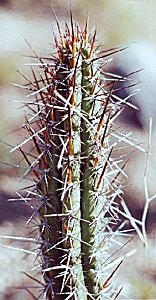 T.lucernatus