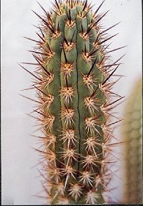 T.nigripilus nigrispinus
