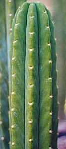 T.pachanoi
