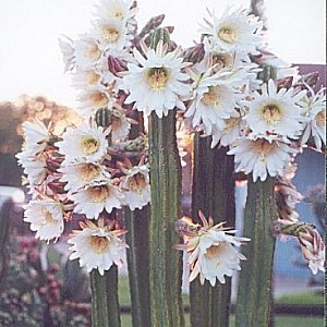 T.pachanoi