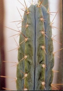 T.peruvianus
