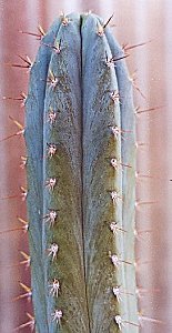 T.peruvianus