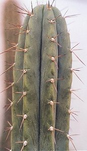 T.santaensis