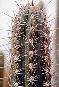 T.tacquimbalensis