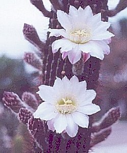 T.terscheckii