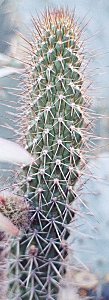 T.thelegonus