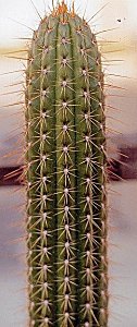 T.tortorensis