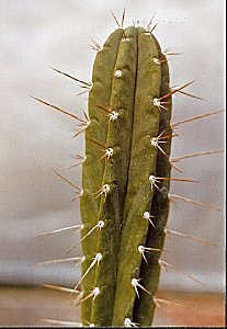 T.uyupampensis