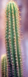 Weberbauerocereus callanus