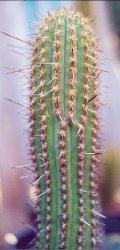 Weberbauerocereus horridus