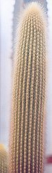 Weberbauerocereus johnsonii