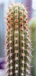 Weberbauerocereus weberbaueri horridus